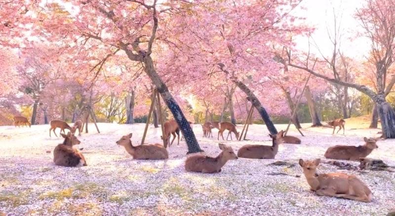▲奈良公園內落櫻繽紛，鹿群優游其中，少了遊客後景象更是美如畫。（圖／翻攝自@KikiPhotoWorks的推特）