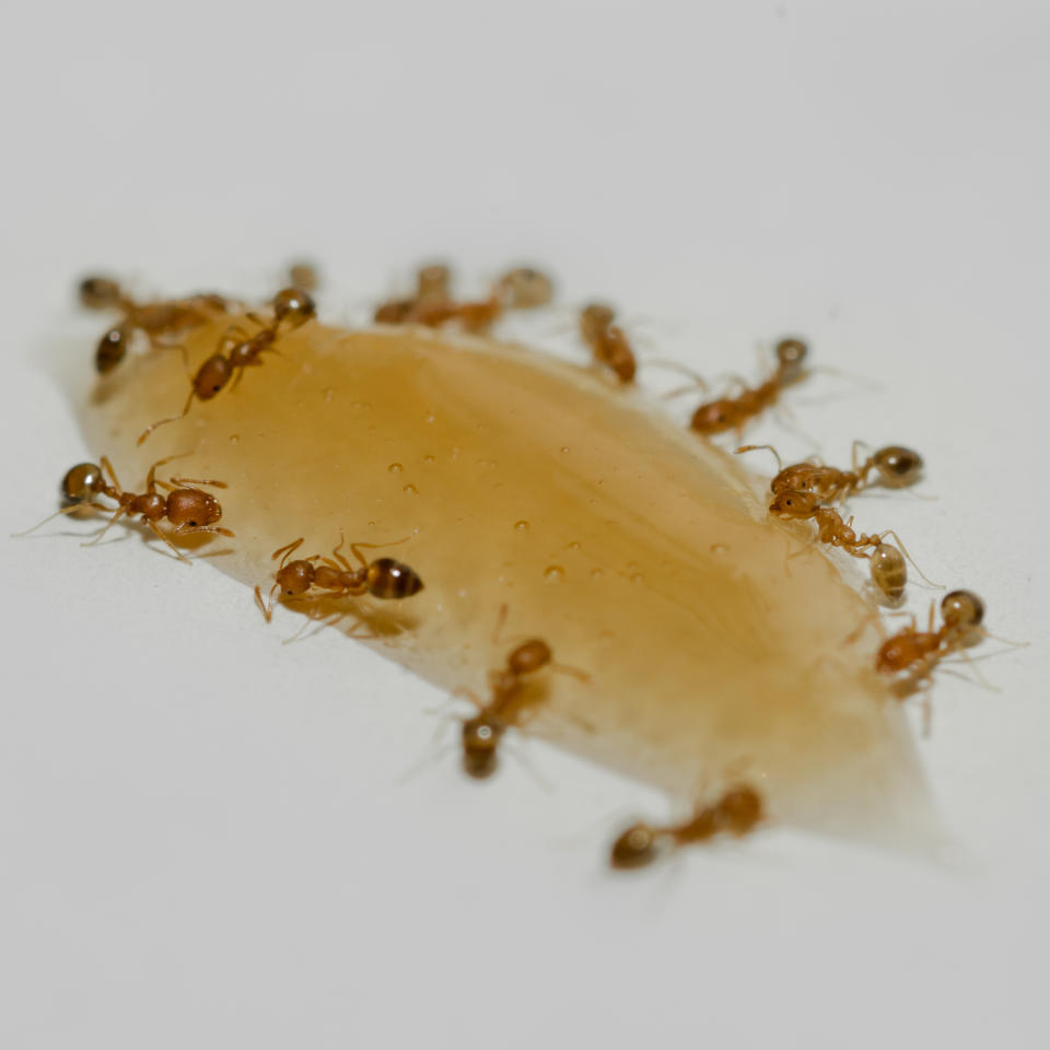 Un estudio demuestra que las hormigas pueden oler en la orina la presencia de c&#xe1;ncer