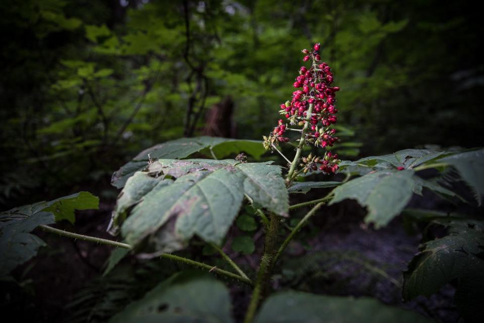 Devil's walking stick berries.