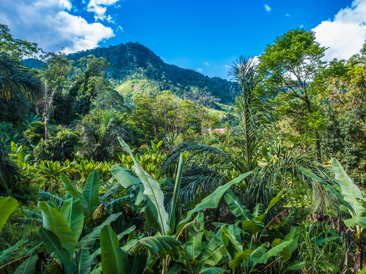 Ranomafana National Park hosts some of the island’s lush rainforests (Getty Images/iStockphoto)