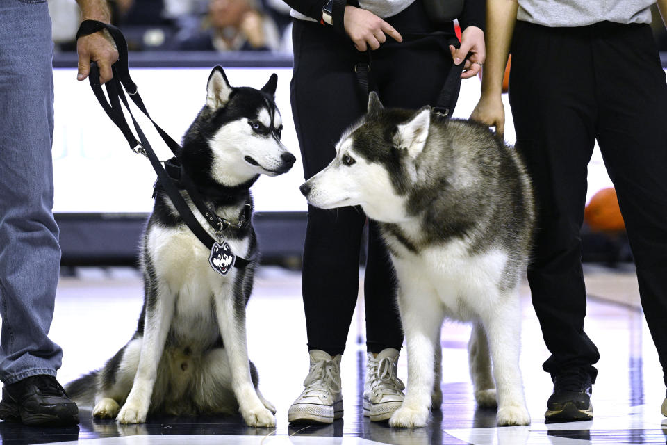 Retired UConn mascot Jonathan XIV, right, looks at his successor, Jonathan XV, after the collar has been passed during a halftime ceremony of an NCAA college basketball game between UConn and Seton Hall, Sunday, March 3, 2024, in Storrs, Conn. (AP Photo/Jessica Hill)