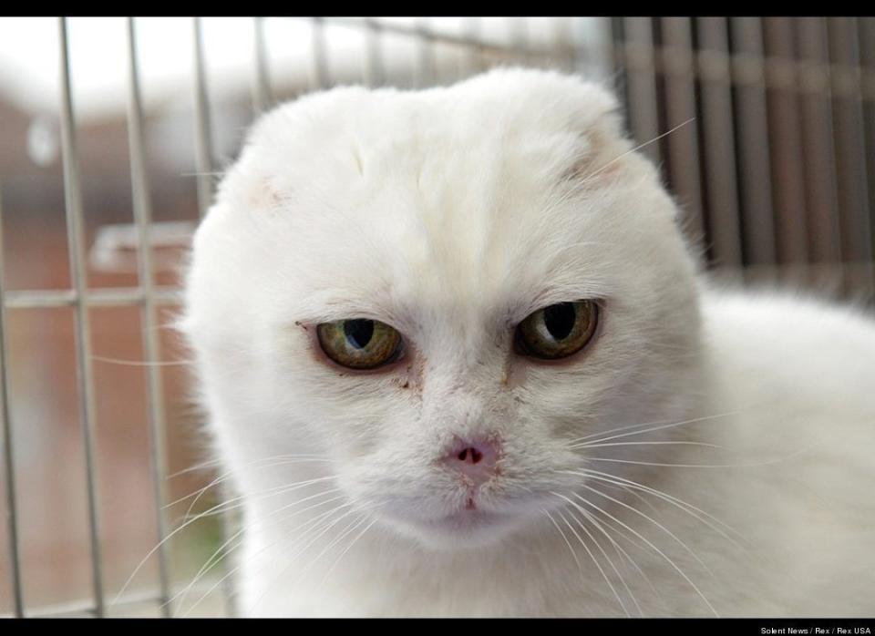 He-Who-Must-Not-Be-Named? No, it's Charlie -- an unlucky cat who happens to look just like the evil Lord Voldemort from the "Harry Potter" films. Charity workers are trying to find a new home for the British kitty, who lost his nose and ears to skin cancer.