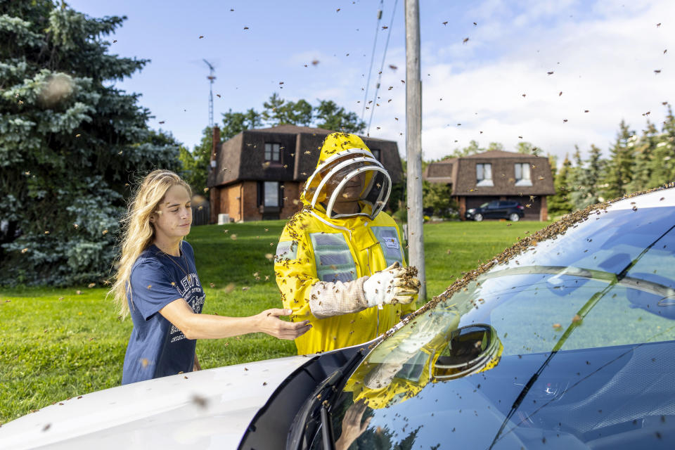 CORRECTS SURNAME TO TRUTE NOT TROUTE - Beekeepers Terri Faloney, left, and Tyler Trute remove bees from a car after a truck carrying bee hives swerved on Guelph Line road causing the hives to fall and release bees in Burlington, Ontario, on Wednesday, Aug. 30, 2023. (Carlos Osorio/The Canadian Press via AP)