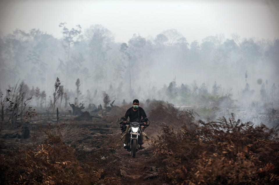 A fire fighter rides his motorcycle as smoke billows from burnt trees at Sebangau National Park, Central Kalimantan, Indonesia, Thursday, Sept. 19, 2019. Indonesia's forest fires are an annual problem that strains relations with neighboring countries. The smoke from the fires has blanketed parts of Indonesia, Singapore, Malaysia and southern Thailand in a noxious haze. (AP Photo/Fauzy Chaniago)