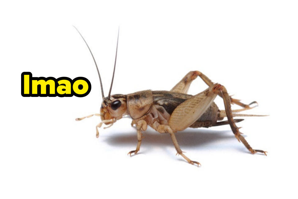 A cricket with text saying, "lmao"