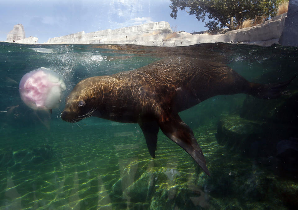 <p>An eared seal cools off with an ice cube containing frozen fish at the Zoo of Vincennes in Paris, France, Thursday, Aug, 2, 2018. (Photo: Michel Euler/AP) </p>