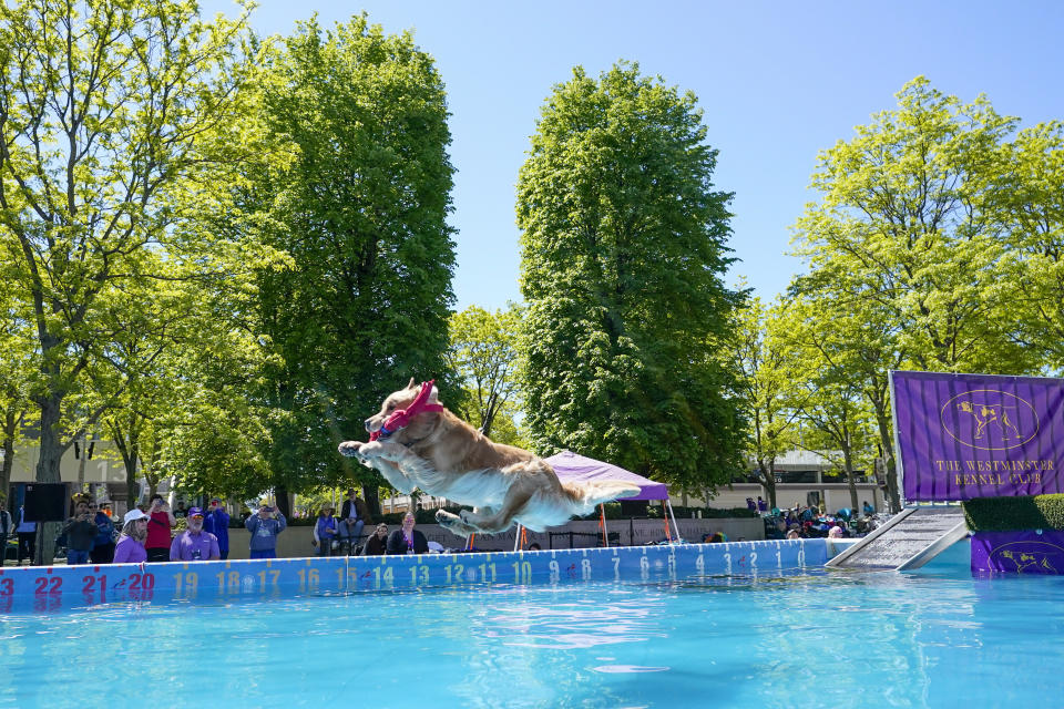 Tucker, a golden retriever from Carver, Mass., competes in the dock diving competition during the 147th Westminster Kennel Club Dog show, Saturday, May 6, 2023, at the USTA Billie Jean King National Tennis Center in New York. (AP Photo/Mary Altaffer)