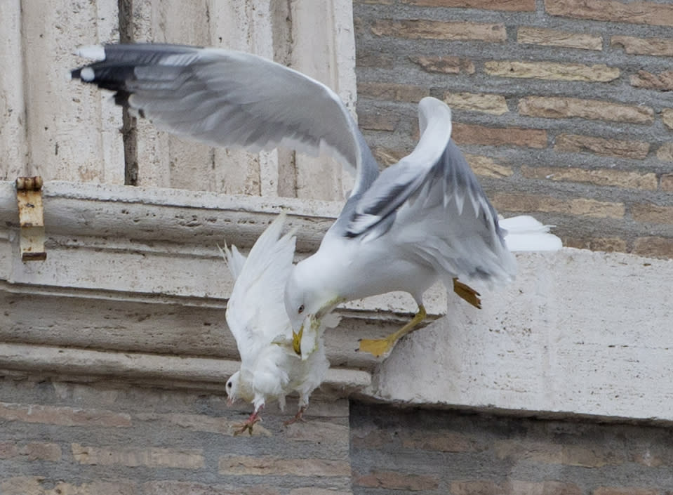 A dove which was freed by children flanked by Pope Francis during the Angelus prayer, is attacked by a seagull in St. Peter's Square, at the Vatican, Sunday, Jan. 26, 2014. Symbols of peace have come under attack at the Vatican. Two white doves were sent fluttering into the air as a peace gesture by Italian children flanking Pope Francis Sunday at an open studio window of the Apostolic Palace, as tens of thousands of people watched in St. Peter's Square below. After the pope and the two children left the windows, a seagull and a big black crow quickly swept down, attacking the doves, including one which had briefly perched on a windowsill on a lower floor. One dove lost some feathers as it broke free of the gull, while the crow pecked repeatedly at the other dove. The doves' fate was not immediately known. While speaking at the window, Francis appealed for peace to prevail in Ukraine. (AP Photo/Gregorio Borgia)