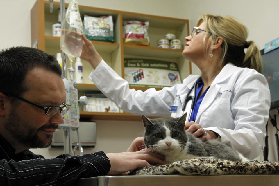 In this Thursday, April 12, 2012 photo, Girly, an 18-year-old cat who has been diagnosed with kidney disease, gets a subcutaneous injection of lactated ringers solution, or LRS, from veterinarian Dr. Nina Nardi as her owner Nate Glass watches, at Banfield's veterinary hospital in the Canoga Park district of Los Angeles. Kidney disease is one of the leading causes of death for cats, but there is no cure and no known cause. (AP Photo/Reed Saxon)