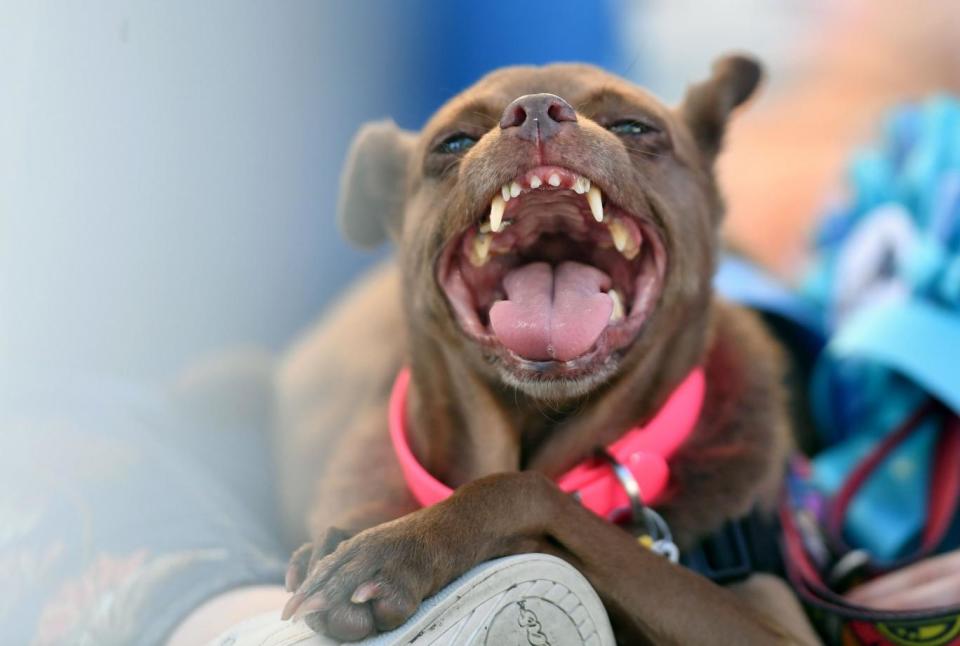 Mandarina pants on her owners' lap while awaiting the start of The World's Ugliest Dog Competition (AFP/Getty Images)