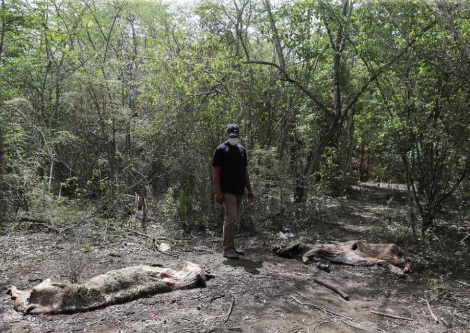 A farmer observes the remains of dead pigs