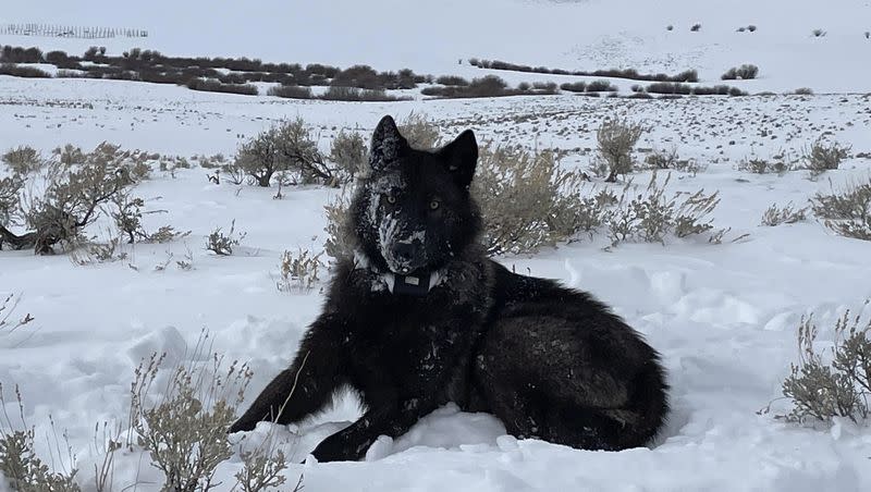 A female wolf pup is seen in North Park, Colo., in this February 2022 photo. A handful of the predators have wandered into Colorado from Wyoming in recent years.