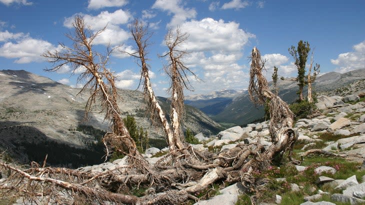 dead trees in alpine