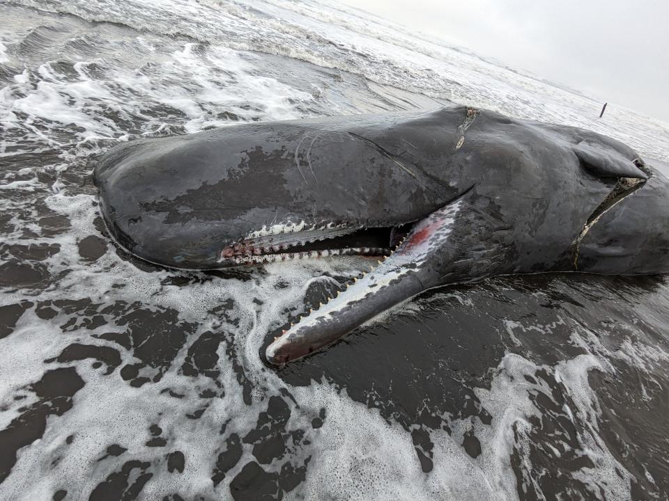 A beached sperm whale at Fort Stevens State Park, near the wreck of the Peter Iredale.