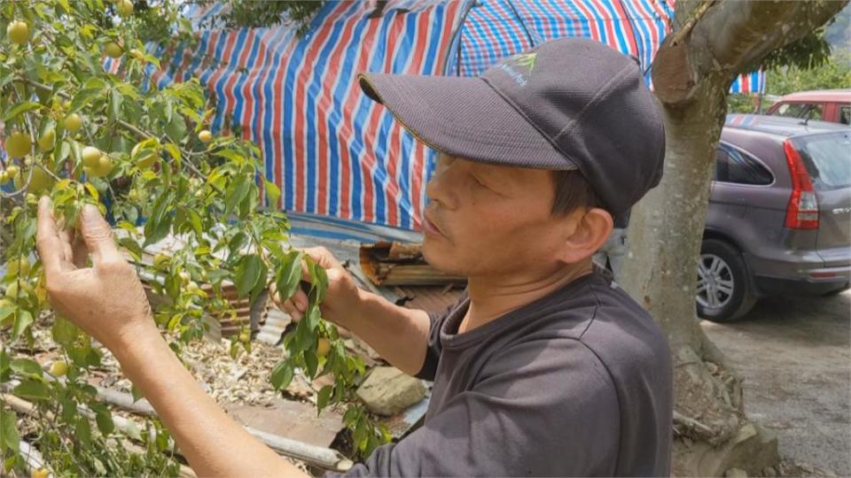 乾旱青梅大縮水！南投信義鄉梅果僅剩五元硬幣大