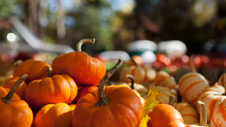 pumpkins in a field