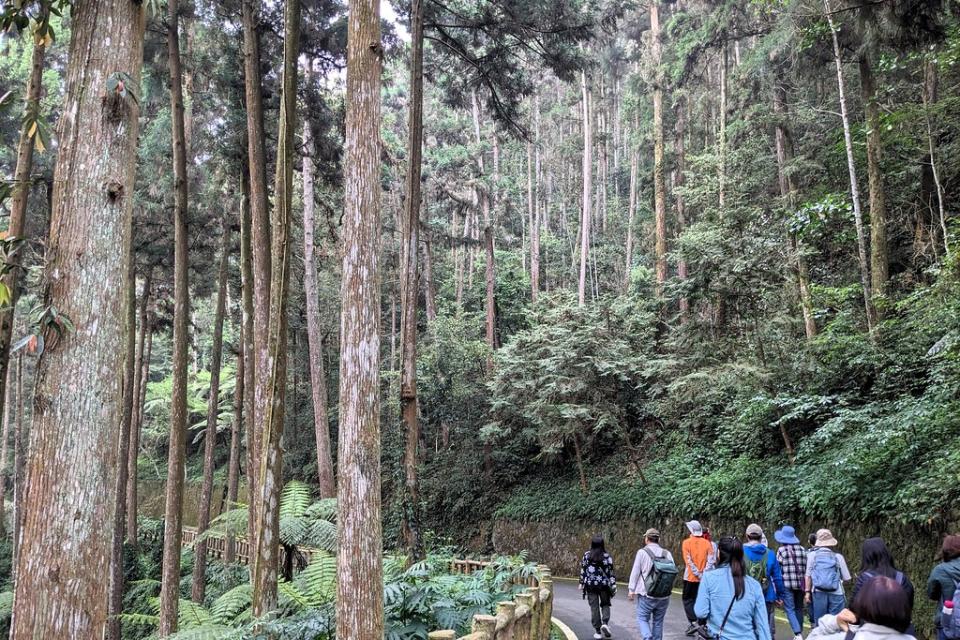 藤枝森林遊樂區保有完整杉木林和天然闊葉林，終年雲霧繚繞、氣溫宜人。攝影：李育琴