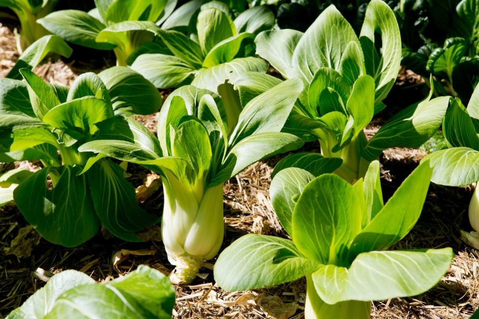 8) Bok Choy