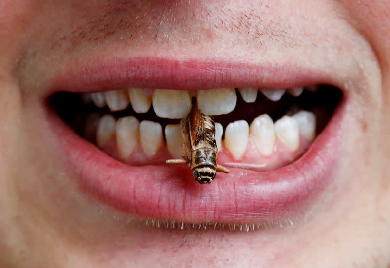 Dr. Schouteten poses with a cricket between his teeth at Ghent University