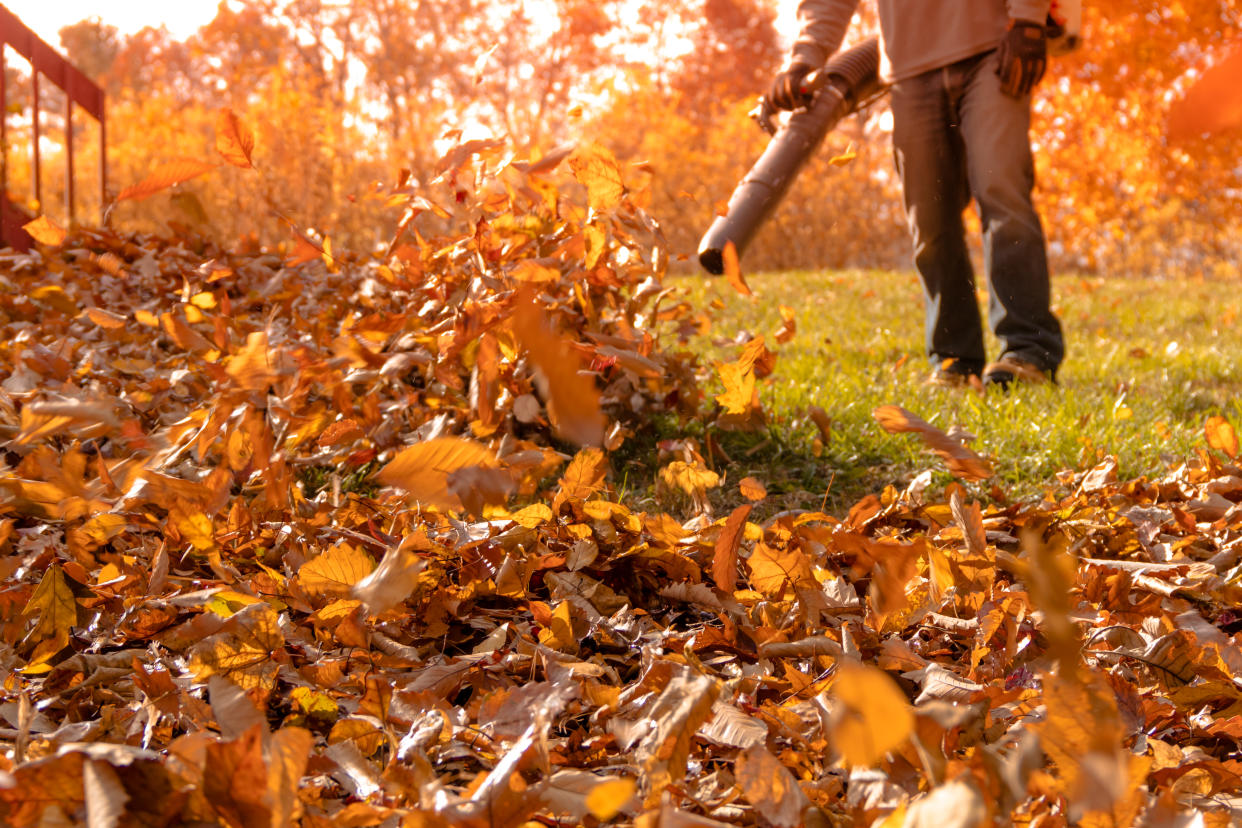 amazon leaf blower, leaf blower shown on side yard blowing fallen leaves into a pile