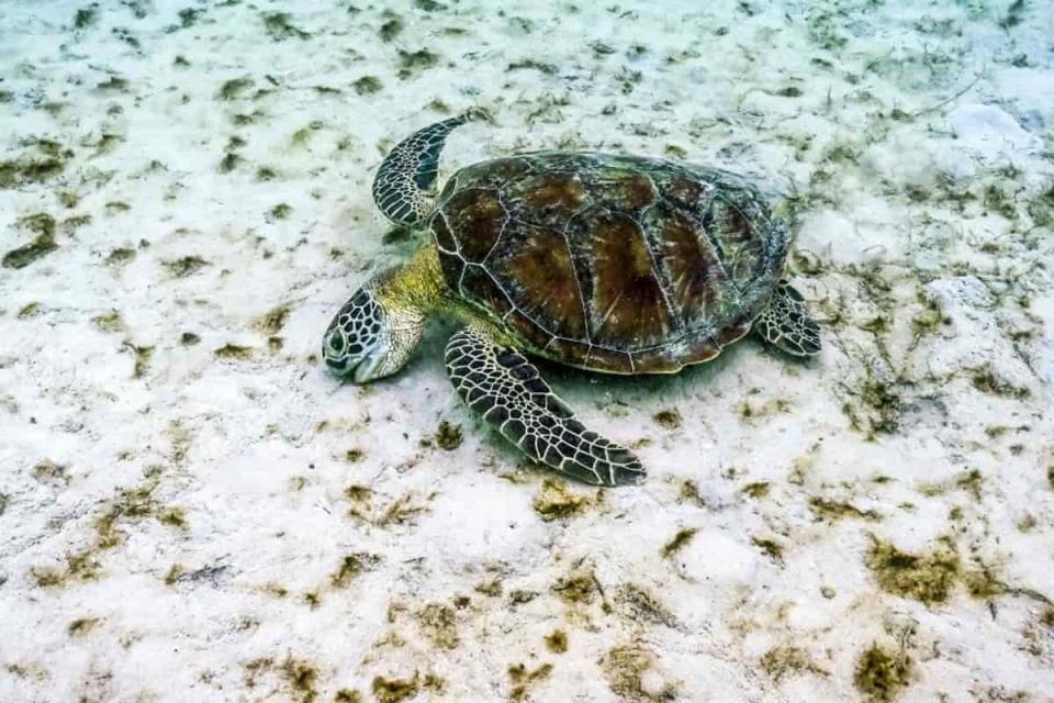 tortuga gran barrera de coral