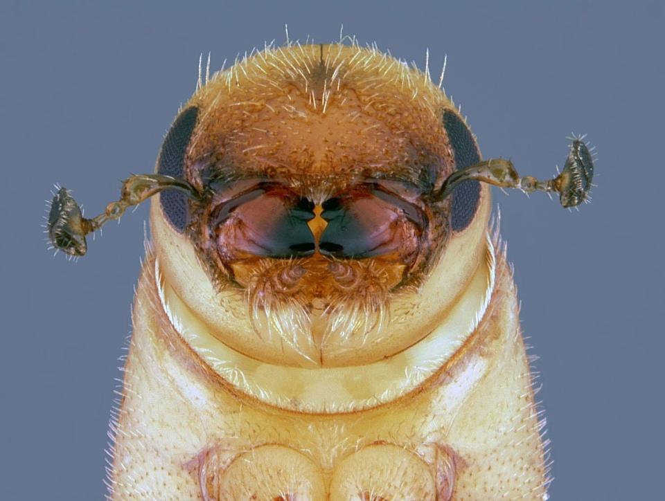 This 2013 photo provided by the USDA Forest Service shows a southern pine beetle completing metamorphosis into an adult that will attack a pine tree, at Kisatchie National Forest, in Pineville, La.