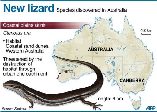 Graphic on a new lizard species discovered in Australia. Scientists fear that the newly identified skink could be facing extinction as development encroaches on its habitat