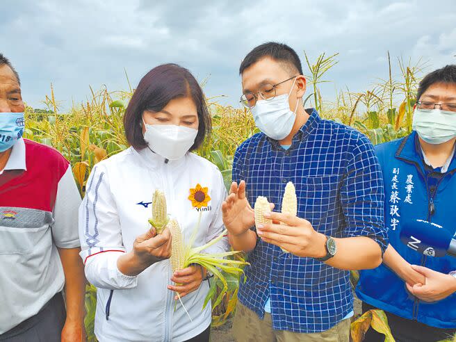 雲林縣長張麗善（左）陪同台南農改場人員勘查元長鄉一處甜玉米田，她右手拿著受損的玉米、左手拿著正常的玉米，兩支玉米相比長度和大小都差很多。（周麗蘭攝）