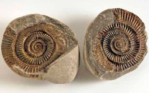 Mr Wood's Fossils