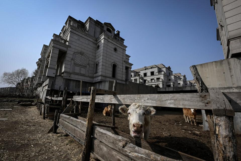 Rinder wandern zwischen verlassenen Villen in einem Vorort von Shenyang in Chinas nordöstlicher Provinz Liaoning. - Copyright: Jade Gao/AFP via Getty Images