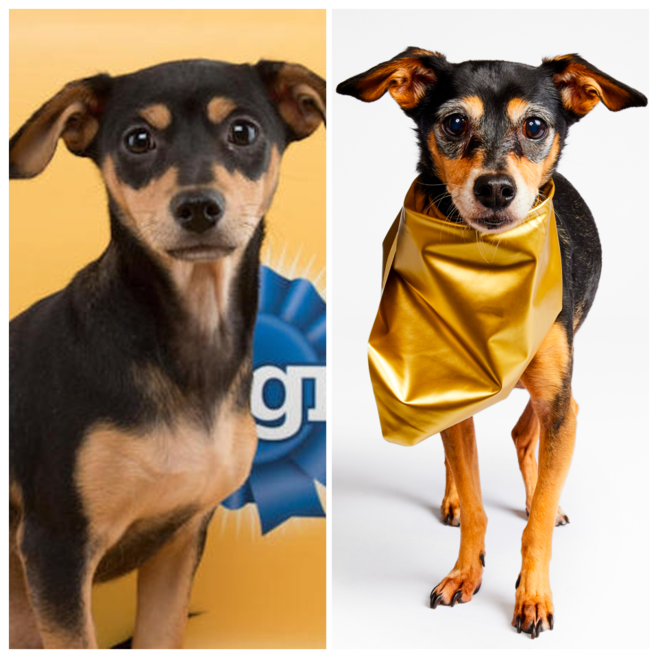 Hall of Fame pooch Bubba will return to Puppy Bowl XX after joining Puppy Bowl 15 from Florida Little Dog Rescue.