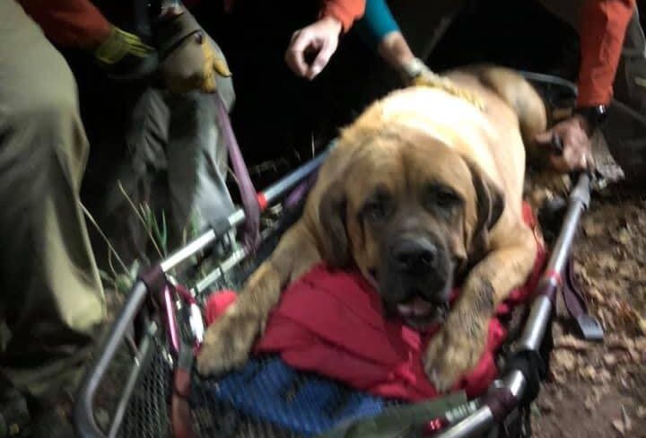 What a good boy. (Photo: Shawn Kenney/Salt Lake County Sheriff's Search and Rescue)