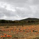 <p>The pumpkins alone—entire fields of them—are worth the trek. But it's the fresh, hot cider that'll keep you coming back for more, not to mention the stunning views from the <a href="https://www.fishkillfarms.com/" rel="nofollow noopener" target="_blank" data-ylk="slk:back of the property;elm:context_link;itc:0;sec:content-canvas" class="link ">back of the property</a>.</p><p><a class="link " href="https://go.redirectingat.com?id=74968X1596630&url=https%3A%2F%2Fwww.tripadvisor.com%2FAttraction_Review-g47922-d4876895-Reviews-Fishkill_Farms-Hopewell_Junction_New_York.html&sref=https%3A%2F%2Fwww.countryliving.com%2Flife%2Ftravel%2Fg21273436%2Fpumpkin-farms-near-me%2F" rel="nofollow noopener" target="_blank" data-ylk="slk:PLAN YOUR TRIP;elm:context_link;itc:0;sec:content-canvas">PLAN YOUR TRIP</a></p>