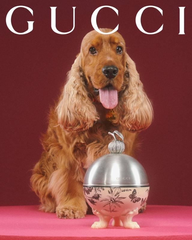 Gucci for pets lands with adorable portraits from Max Siedentopf