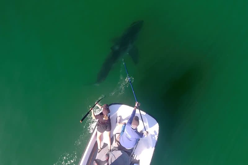 Marine biologists from Cal State Long Beach Shark Lab study sharks along the California coast