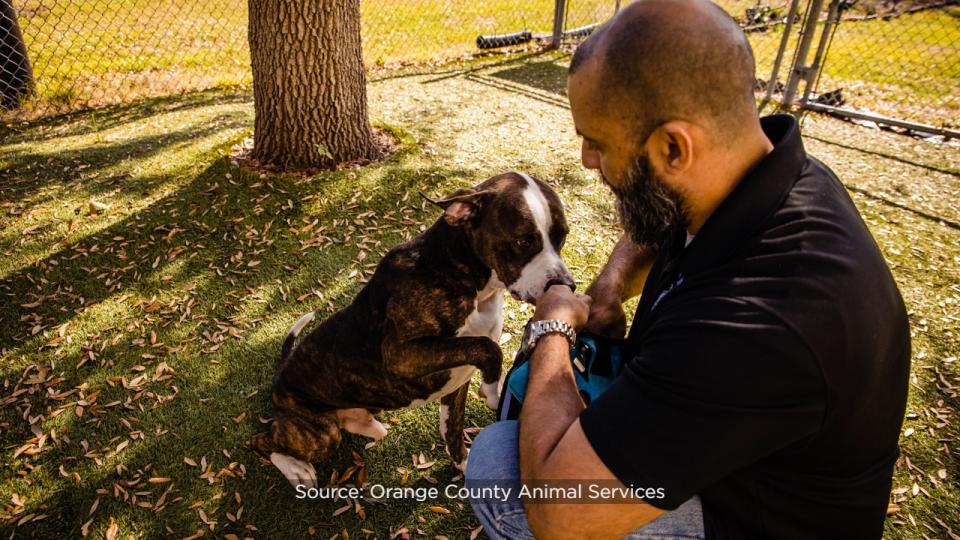 Nicholas, a 3-year-old, 67-pound pup, has called the shelter home for 95 days, making him the shelter’s longest canine resident.