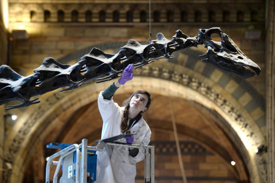 Dippy is dismantled…