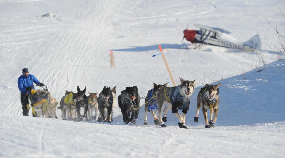 Hans Gatt drives his team off the Yukon River into the village of Kaltag during the 2014 Iditarod Trail Sled Dog Race on Saturday, March 8, 2014. (AP Photo/The Anchorage Daily News, Bob Hallinen)