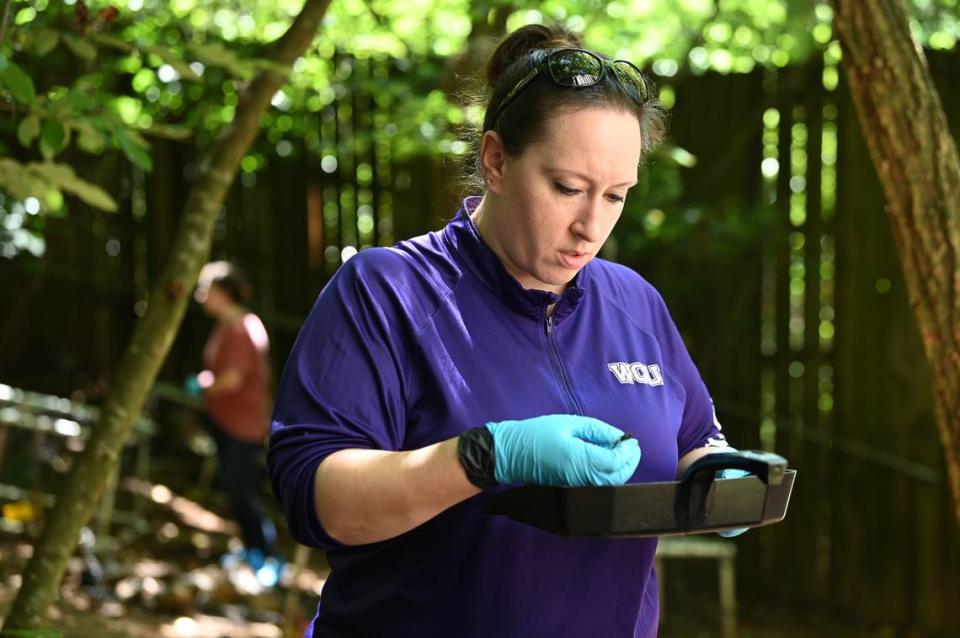 Western Carolina University Assistant Director of Forensic Anthropology Rebecca George working in the field at the Forensic Osteology Research Station (FOREST) in Cullowhee, NC on Friday, September 8, 2023.