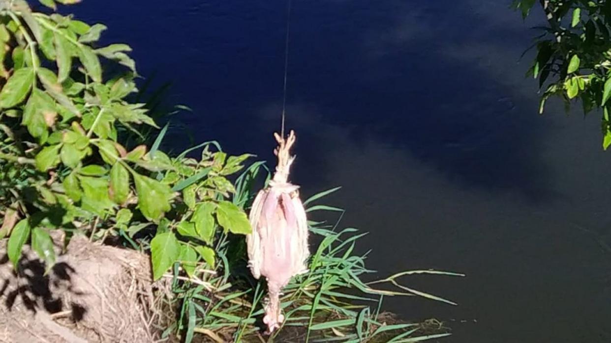 Ein verendetes Huhn wird als Futterköder eingesetzt.