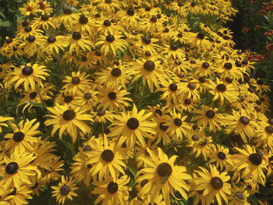 This image provided by PanAmerican Seed shows Rudbeckia Goldblitz, a new black-eyed Susan plant that blooms weeks earlier than standard varieties. (Kieft Seeds from PanAmerican Seed via AP