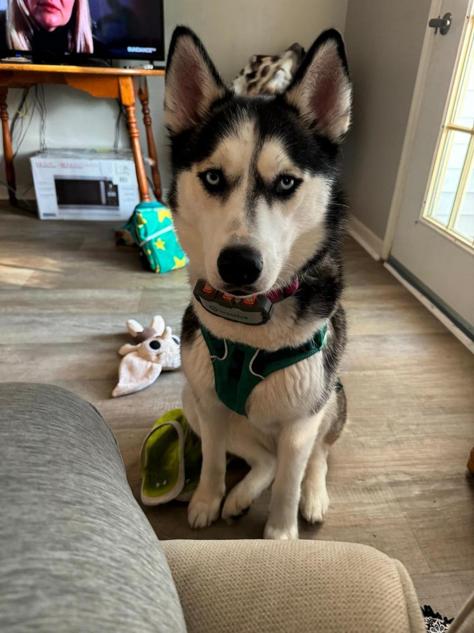 PHOTO: Samantha Griffin says Luna, who is estimated to be about 2 years old, is a “very loving” and “very smart” canine who can open doors and containers. (Samantha Griffin)