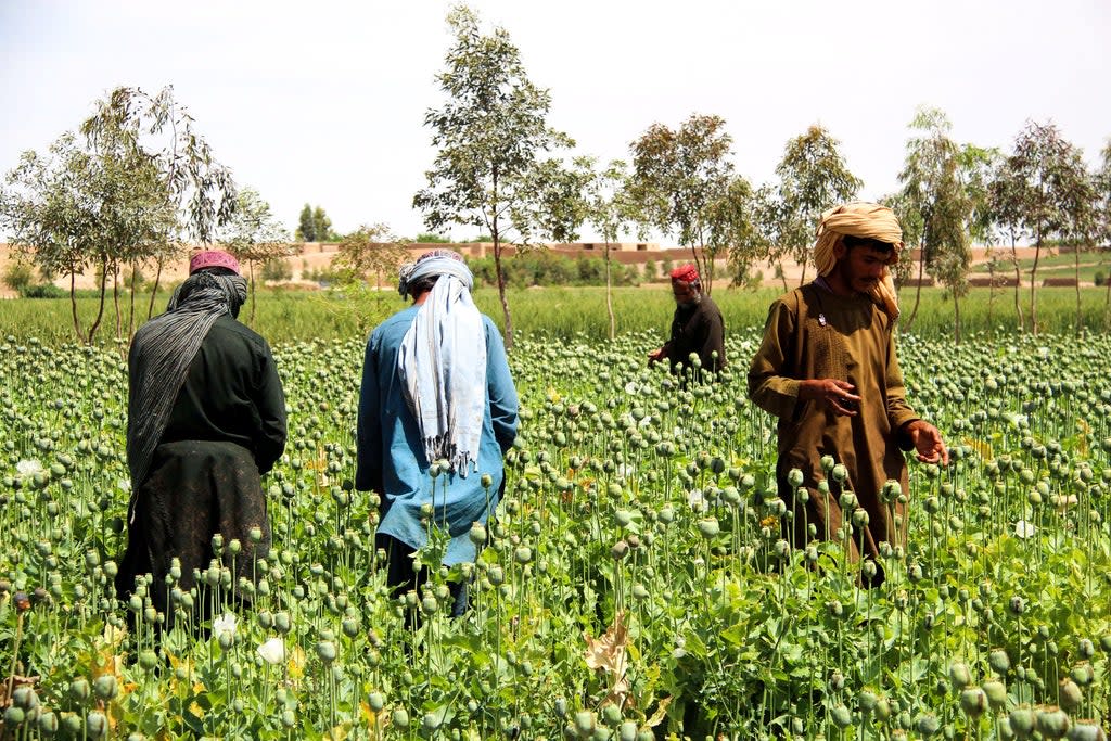 Afghan farmers harvest opium sap from a poppy field in the Gereshk district of Helmand province (AFP via Getty Images)