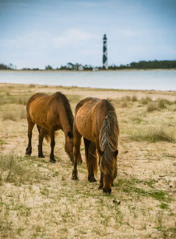 <p>Getty Images/Zach Frailey</p>