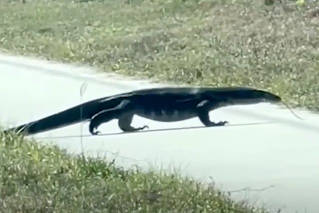 <p>Renee Aland/TMX</p> An invasive lizard spotted alongside a Florida road