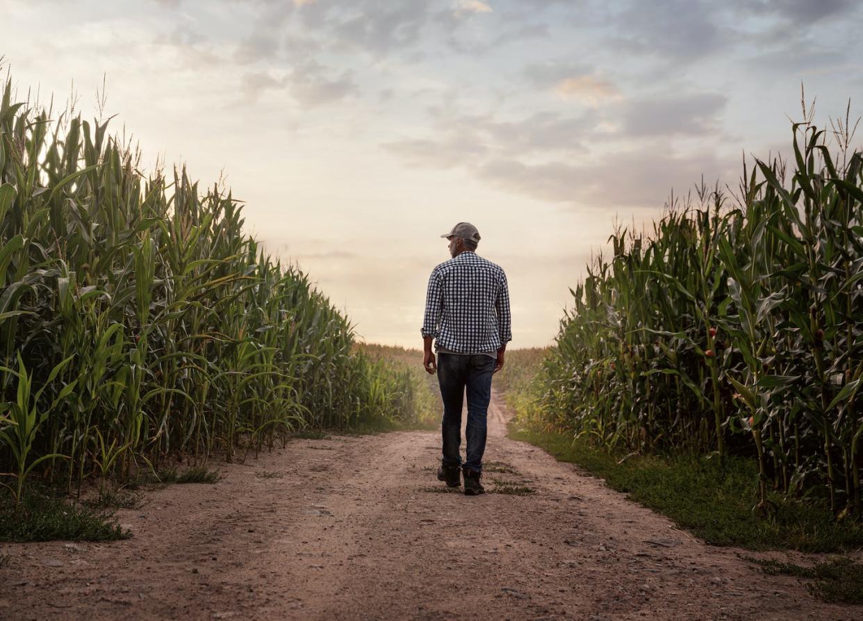 In the last two decades alone, Canada has lost nearly 150,000 farmers with the current population standing at just 260,000. Barriers to farming need to be addressed to mitigate this loss. (Shutterstock)