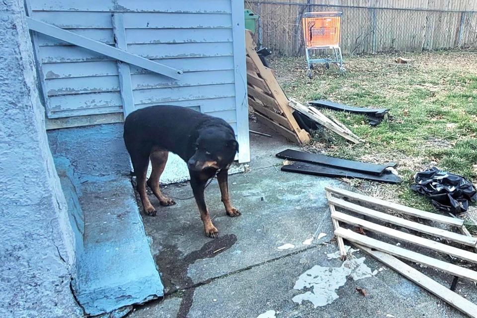 Dog rescued after being left outside N.J. home in freezing cold for 3 days