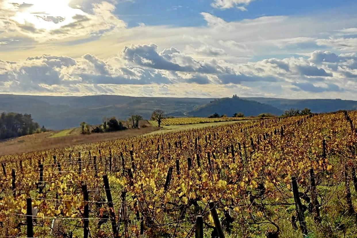 Sous l'impulsion de Marc Meneau, le vignoble de Vézelay, qui avait quasiment disparu, a commencé à se reconstituer. Cent hectares ont été plantés, il en reste 100 autres à planter.  - Credit:Dr Domaine Sainte-Madeleine