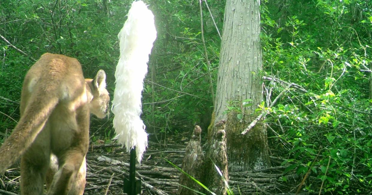 A Florida panther examines a feather boa used by state scientists to attract the cats to camera traps like this one in the Green Heart of the Everglades project.