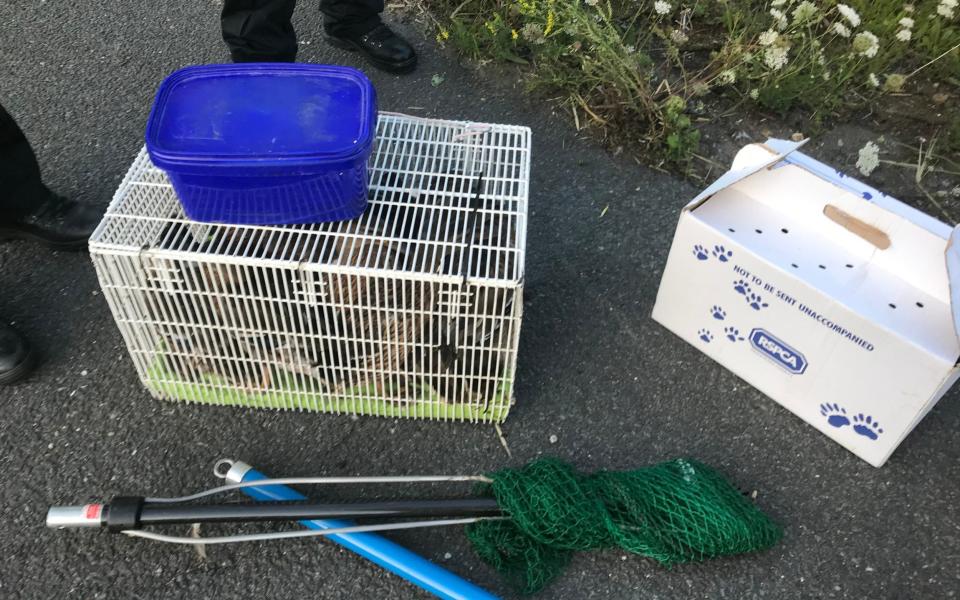 Undated handout photo issued by the RSPCA of ducks corralled on the edge of the M25. A collection officer from the charity, Kate Wright, sprinted between cars to catch more than 60 ducklings from the busy road - RSPCA/PA